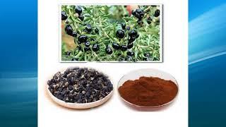 black wolfberry extract supplier,wholesale,bulk,factory