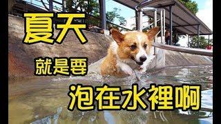 柯基犬肥油 X 夏天就是要泡在水裡啊