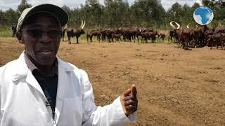 Why Gicheha farm in Nakuru is top beef farm in Kenya