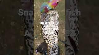 snakehead fishing 28 March 2022