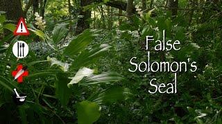 False Solomon's Seal: Edible, Medicinal, Cautions & Other Uses