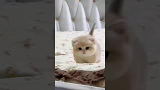 Cute baby kitten sound ️ #shorts