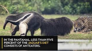 Anteater Vs Jaguar | Nat Geo WILD