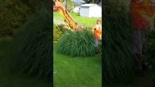 Removing 4 tall grasses