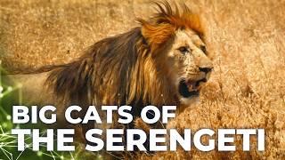 Predators in Peril | The Big Cats in the Savannah