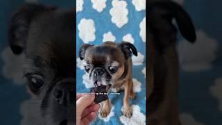 His little face at the end  #brusselsgriffon #grumpydogs #cutestdogs