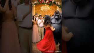 Gentle gorilla journey#viralshort #trendingshort #happy #gorilla #animallover#pregnentwomen