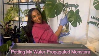 Checking In & Potting My Water-Propagated Monstera | JerseyWifeJerseyLife