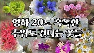 혹독한 추위 영하 20도에서 살아 남을 노지정원에 꼭 심어야 할 강력 추천하는 꽃 10종/향기로운 꽃 전성시대