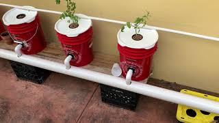 How I Built My DWC System - Recirculating Deep Water Culture - Hydroponic Peppers & Tomatoes EASY