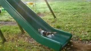 Kittens Playing on a Slide. Who Needs a Treadmill?