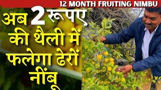 अब 2 रूपए की थैली में भी फलेगा ढेरों नींबू || How to get more fruits on lemon tree in pot