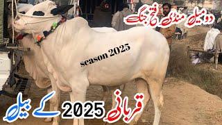 Today domail mandi 3/1/ 2025 latest update ll taxila mandi ll jamil tv ll