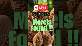 2025 Morel Mushroom Season Reports Updates & More ! Please Subscribe ️ Tennessee & Alabama / USA