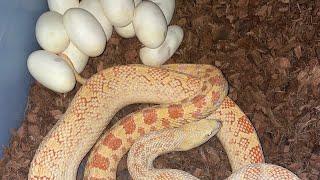 Bullsnake eggs are here !