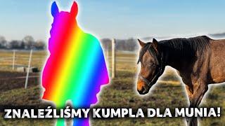 MOJA RUTYNA STAJENNA | Luźny dzień w stajni 🩷 | Munio ma w końcu kolegę na pastwisko! 