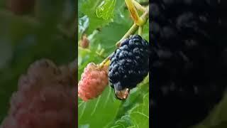 Blackberry with raindrop #fruit #tree #nature #beautiful