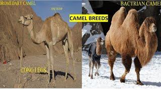 Camel Breeds