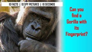 I Spy Gorilla Challenge - Animal facts / Brainteaser [ Spot and Find Puzzles ]