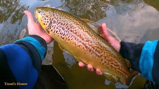 Big Beautiful Tiger Trout (and a Smaller Rainbow) - Trout's Honor