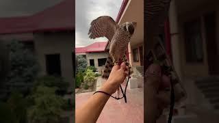 #berkut #birds #burgutlar #hunting #falcon #eagle #wildlife #lochin #nature #automobile