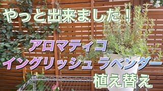 やっと植え替え出来ました イングリッシュラベンダー（アロマティコ）植え替え🪻