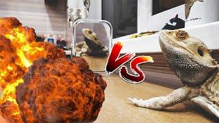 БОРОДАТАЯ АГАМА ПРОТИВ ЗЕРКАЛА| Bearded Dragon  vs mirrors