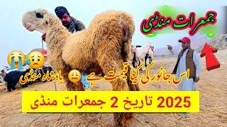 1 tarikh 2025 Mandi  Bakra Mandi Chatra Mandi video viral 2025 Mandi Pakistan Badi Mandi