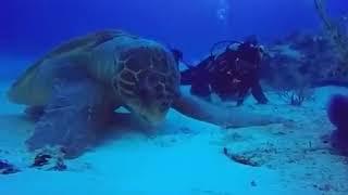 Did you know that a sea turtle can be so huge?