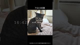 【時系列】2にゃんｽﾞ猫  ある日のお昼寝を時系列まとめ