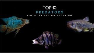 Top 10 Predator Fish For A 125 Gallon Aquarium