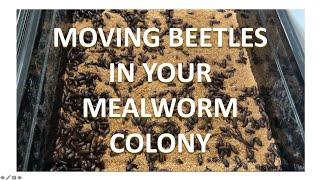 MEALWORM FARMING FOR BEGINNERS - Moving Beetles In Your Mealworm Colony