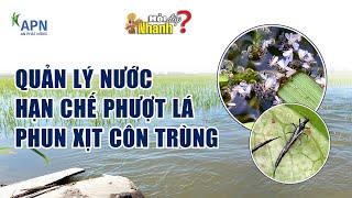 APN - QUẢN LÝ NƯỚC, HẠN CHẾ PHƯỢT LÁ, PHUN XỊT CÔN TRÙNG | Hỏi đáp nhanh