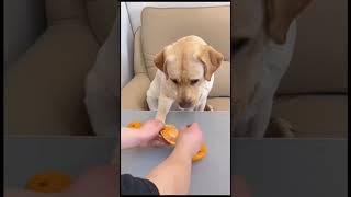 cheater#dogs #shorts #comedy #cricket #new #funny #tiktok#reels #shivaputrayasharadha #bocchu007