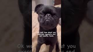 Worst advice EVER! MYOB. #grumpydog #brusselsgriffon #dogbehavior #dog  @TheVibeWithKy