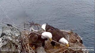 Two Harbors Eagle Cam: Cholyn and Chase Work Together. 19 Jan 2024