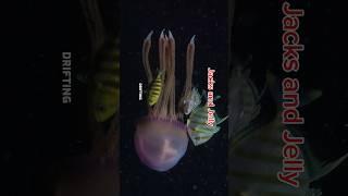 Jacks and Jelly #jacksandjellyfish #blackwaterdiving #anilaodivingandresorts #videoviralシ
