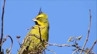 Aves de Argentina: VOCES. Volumen I   Reserva Ecológica Costanera Sur.