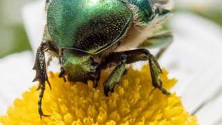 Insekten - ein Einblick in eine faszinierende Welt