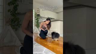 The reality of accidents with dogs  #pomeranian #dog