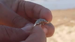 detectando metales  en la playa, salió anillo de plata!