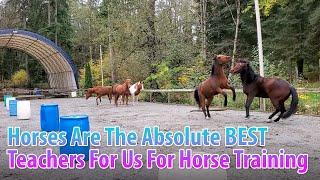 Horses Are The Absolute BEST Teachers For Us For Horse Training