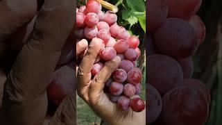 Troy Grapes Review  | Rare, Sweet & Premium Variety Grown in Pakistan