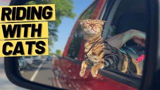 How to TRAIN a CAT to ENJOY CAR RIDES