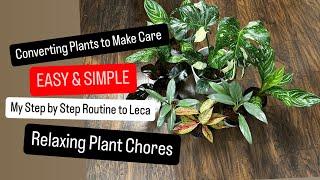 Big Box Store Plant Converting to Semi Hydro Making Plant Care Easy and Simple Relaxing Plant Chores