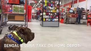 Dog Training at Home Depot | Gulf Coast K9 Dog Training