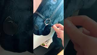 how to make a hobby horse bridle part 2!! #fyp #shorts #viral #horse #horseriding #hobbyhorse #craft