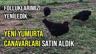 YENİ YUMURTA CANAVARLARI ALDIK | TAVUK FOLLUK YAPIMI | 2.GURK KAÇ CİVCİV ÇIKARDI?