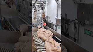 High-tech Modern Hog Slaughterhouse & Pork Processing #shorts #pig #farming #technology #viral #fyp