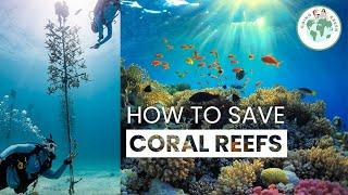 Saving Coral Reefs | Coral Restoration Foundation